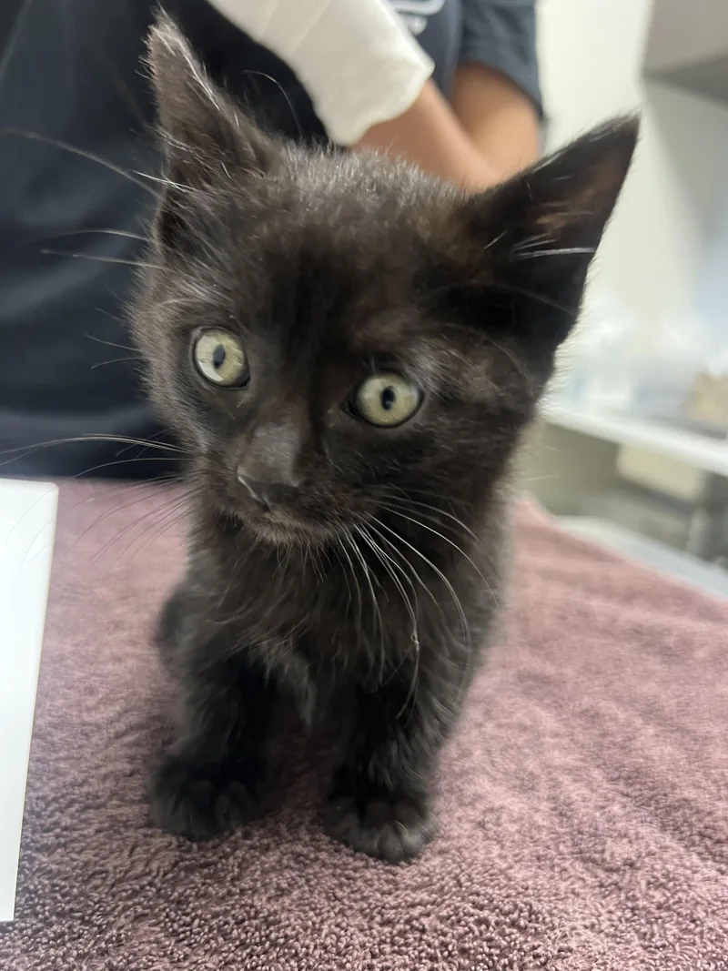 A baby small-sized male Domestic Short Hair cat named Kendall for adoption in Chico, CA