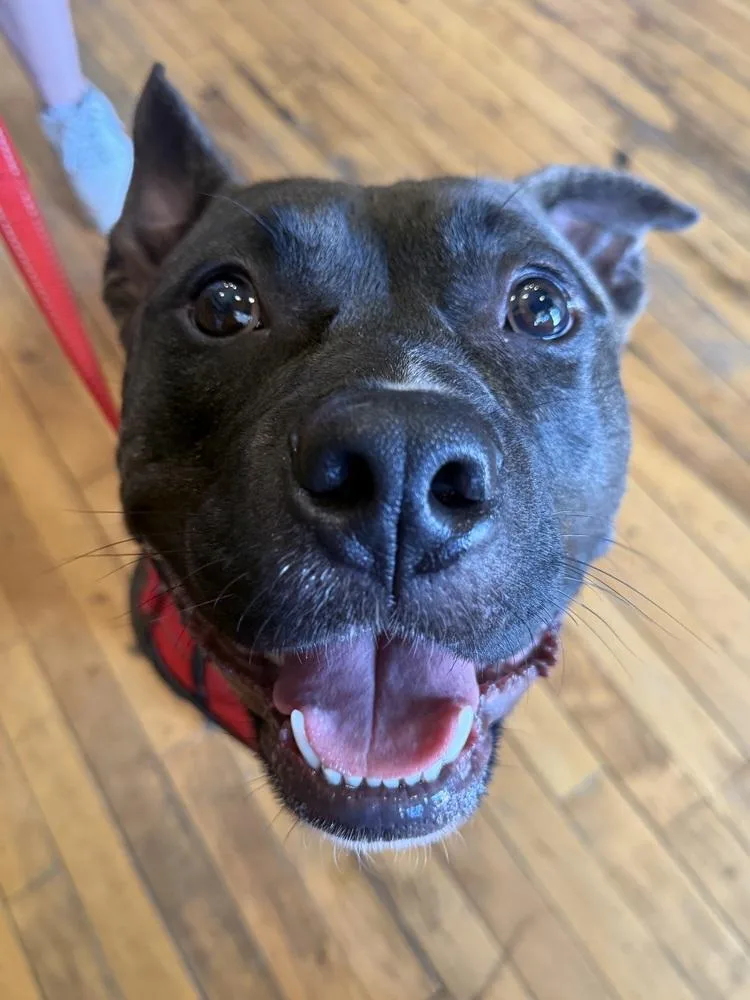 An adult medium-sized male Brindle American Staffordshire Terrier dog named Gibbs for adoption in Grand Rapids, MI