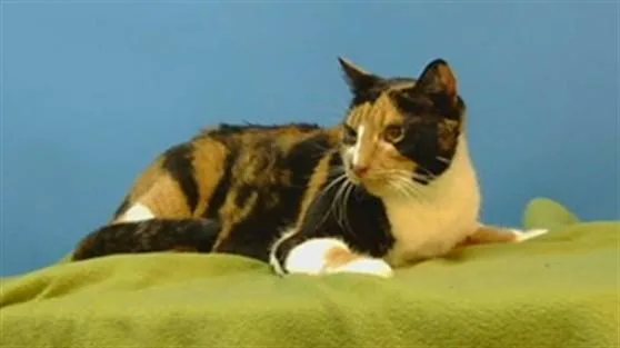 An adult large-sized female Domestic Short Hair cat named Josephine for adoption in Gardena, CA