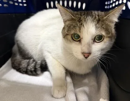 An adult small-sized male Domestic Short Hair cat named Ice Man for adoption in Honolulu, HI
