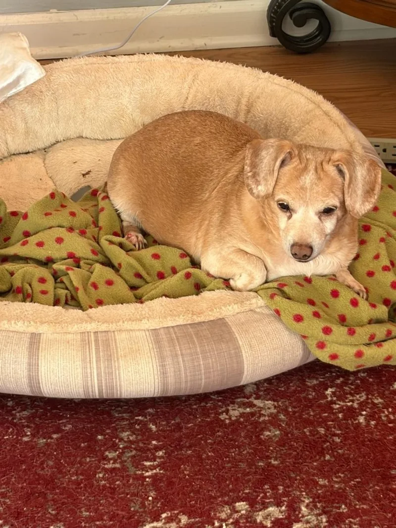 A senior medium-sized female Chihuahua dog named Spud Muffin for adoption in Knoxville, TN