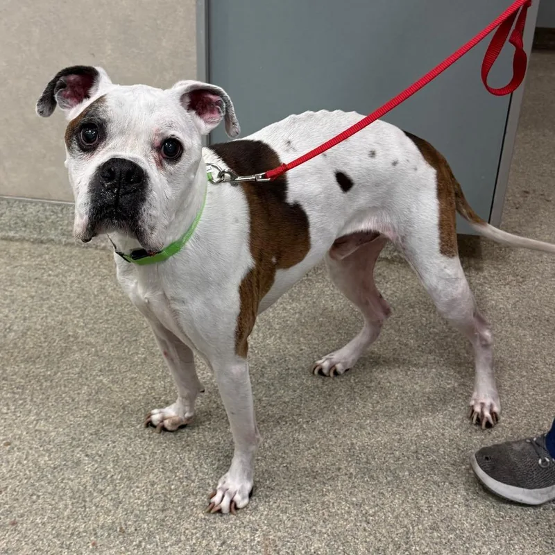 A senior medium-sized male White / Cream Mixed Breed dog named Diesel for adoption in Jacksonville, FL