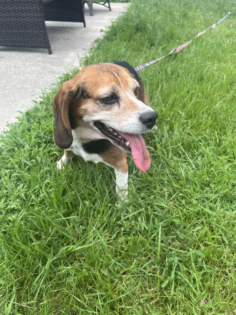 A senior small-sized female Beagle dog named Mabel for adoption in Livonia, MI