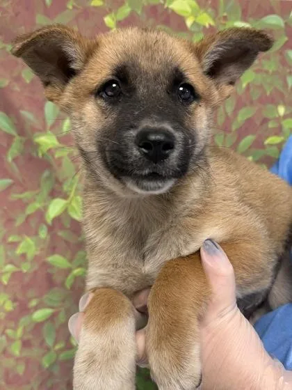 A young small-sized male Cattle Dog dog named Pine for adoption in San Antonio, TX