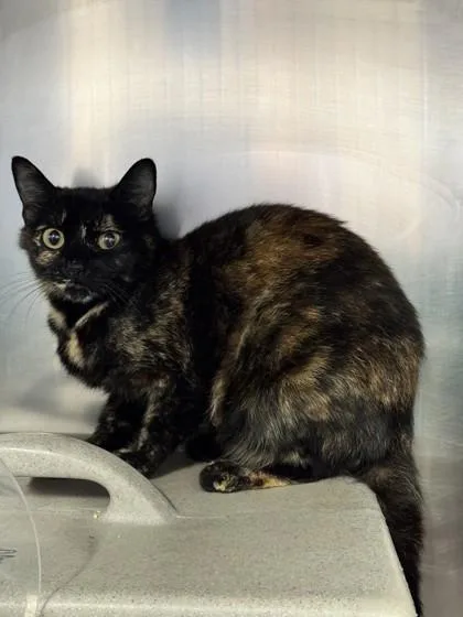 An adult small-sized female Domestic Short Hair cat named Summer for adoption in Roseville, CA