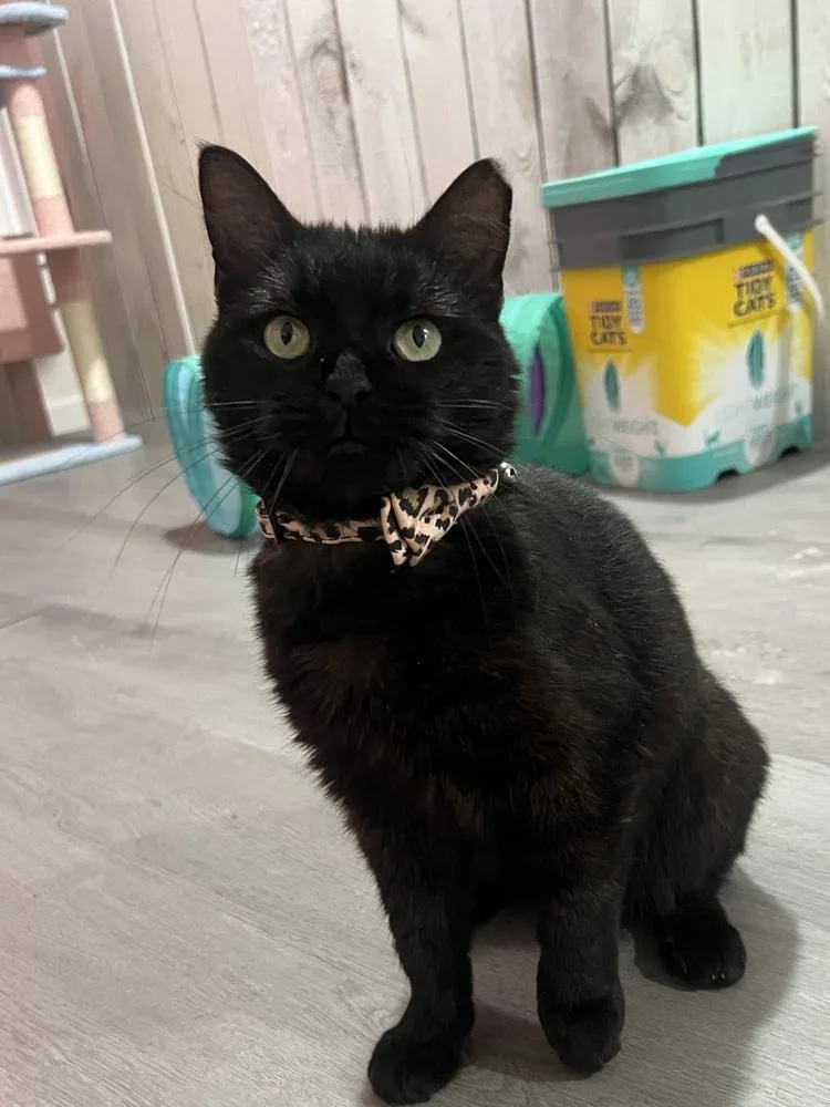 Wednesday thumbnail 2