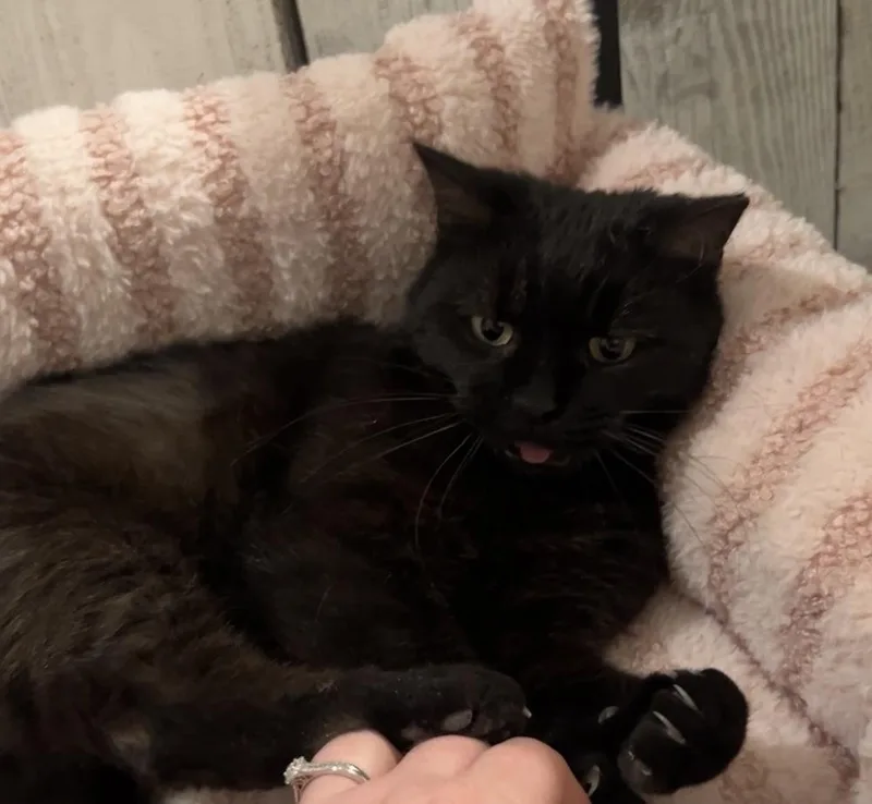 Wednesday thumbnail 3