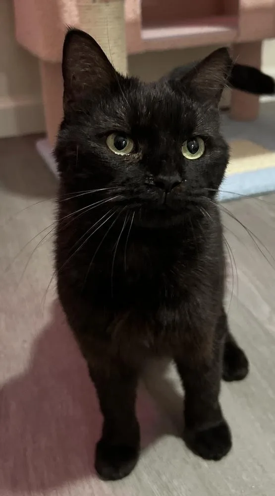 Wednesday thumbnail 4