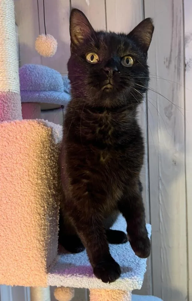 Wednesday thumbnail 5