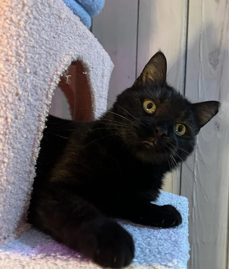 Wednesday thumbnail 6