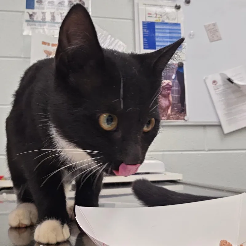 A baby medium-sized female Black Domestic Short Hair cat named Stove for adoption in Chattanooga, TN