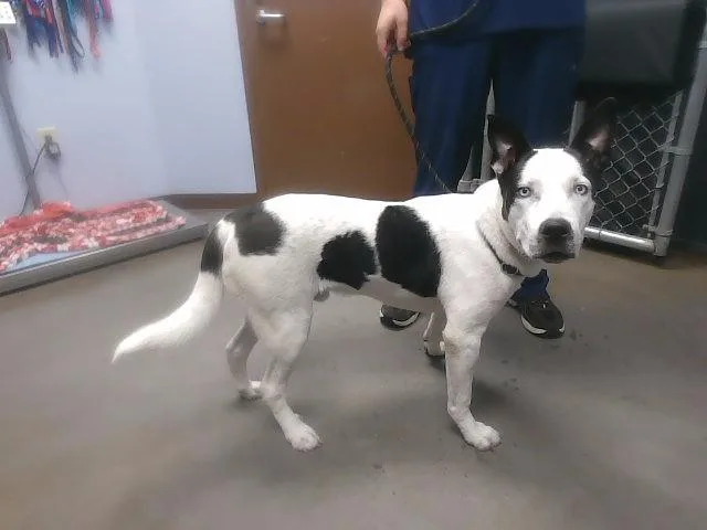 A young large-sized male Pit Bull Terrier dog named Blue for adoption in Phoenix, AZ