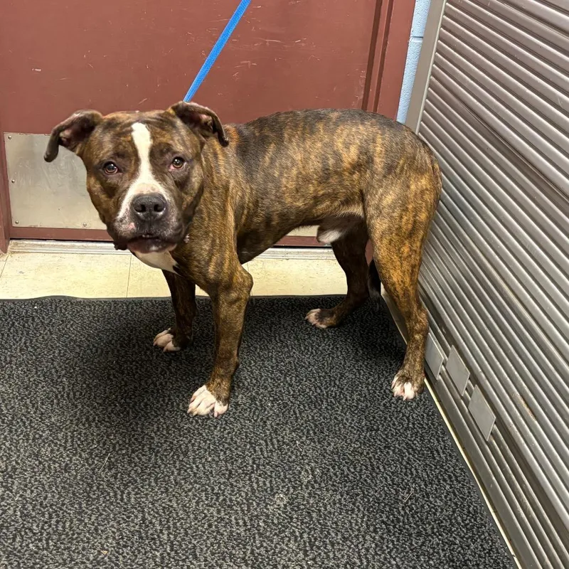 An adult large-sized male Brindle Pit Bull Terrier dog named Algernon for adoption in St Joseph, MO