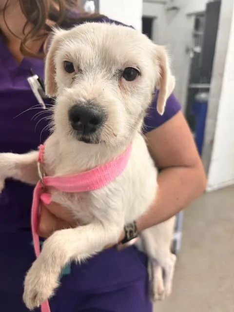 A young small-sized female Terrier dog named Ariel for adoption in San Bernardino, CA