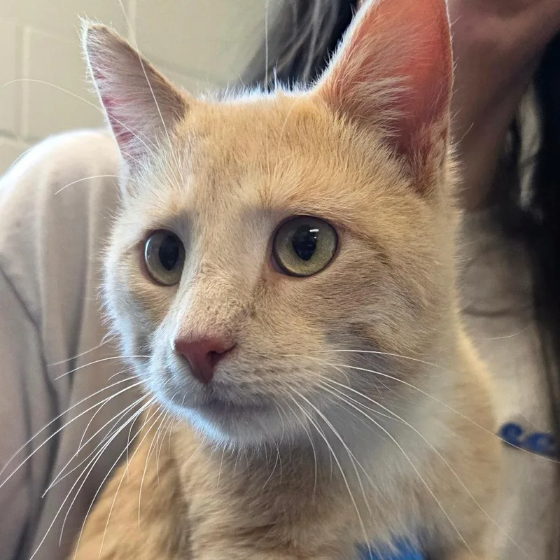A young medium-sized male Buff / Tan / Fawn Domestic Short Hair cat named Khaki for adoption in Council Bluffs, IA