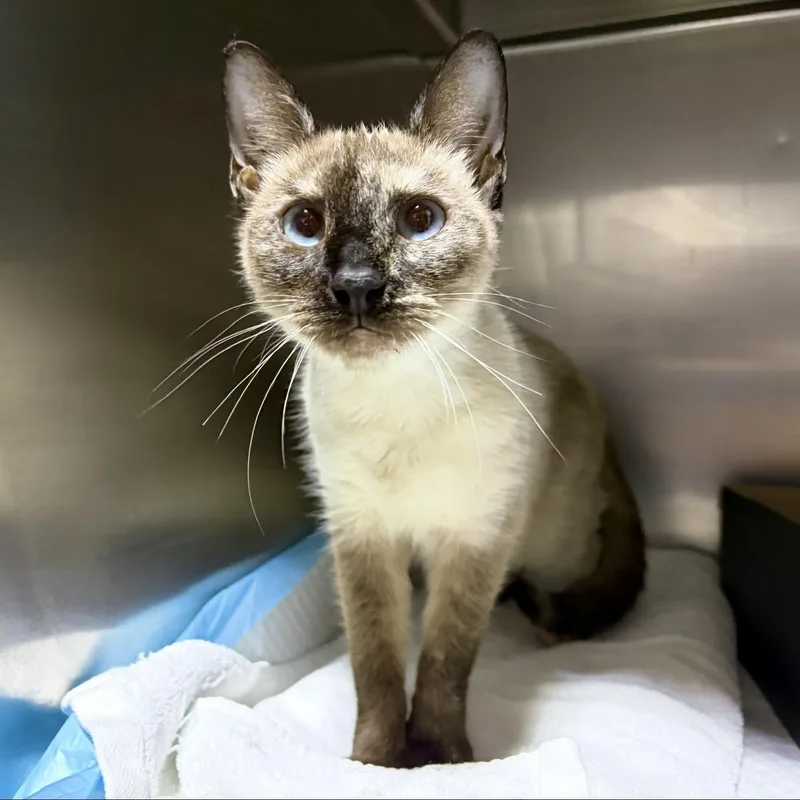 A young medium-sized female Siamese cat named Cassie for adoption in Lancaster, PA