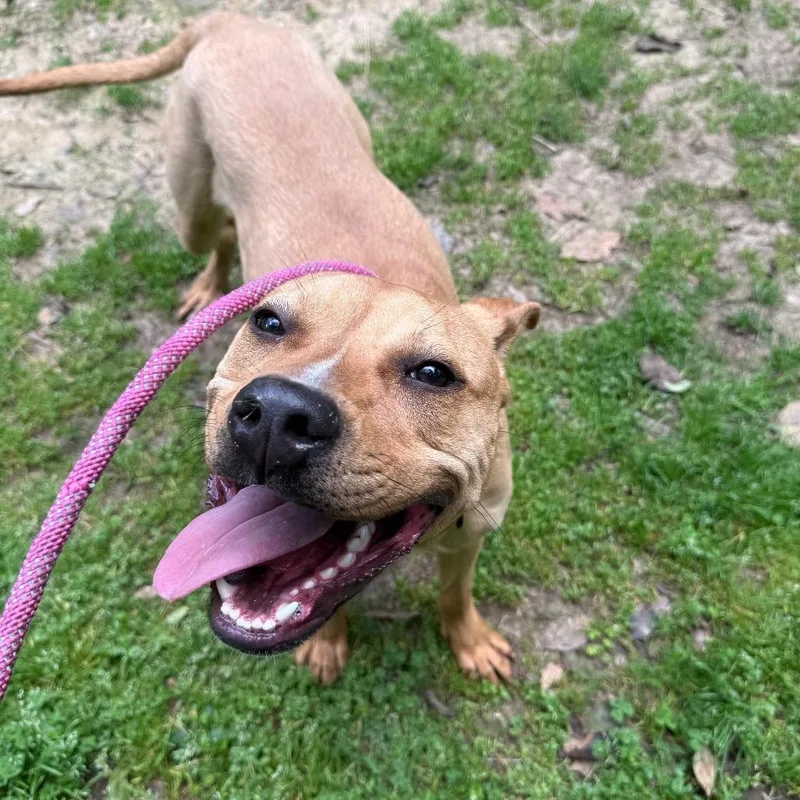 A young small-sized female Mixed Breed dog named StrayUniversityAvenueMoteRoad"Pheebs" for adoption in Columbus, GA