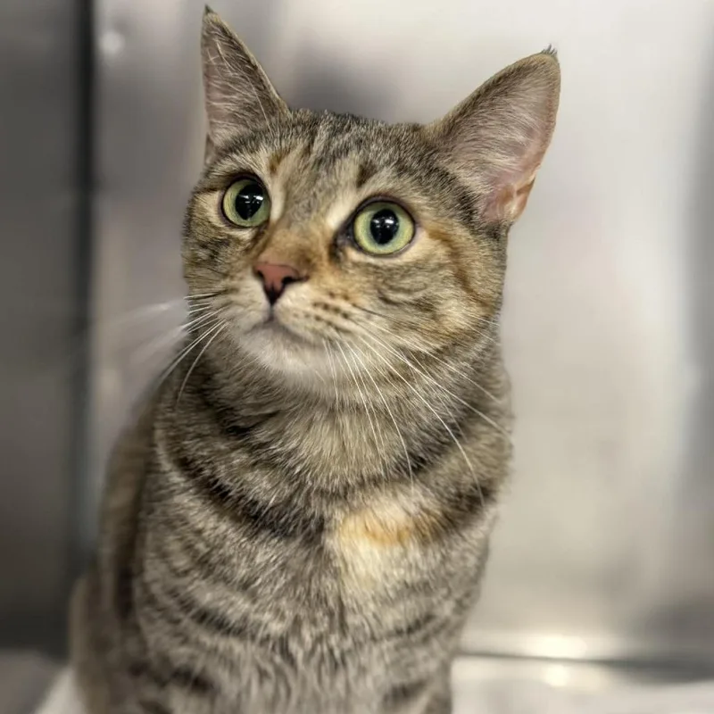 Queen Pumpkin thumbnail 2