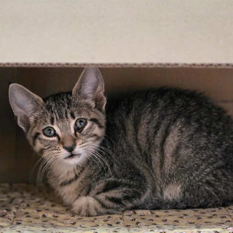 A baby small-sized male Brown / Chocolate Domestic Short Hair cat named Dexter for adoption in Valdosta , GA