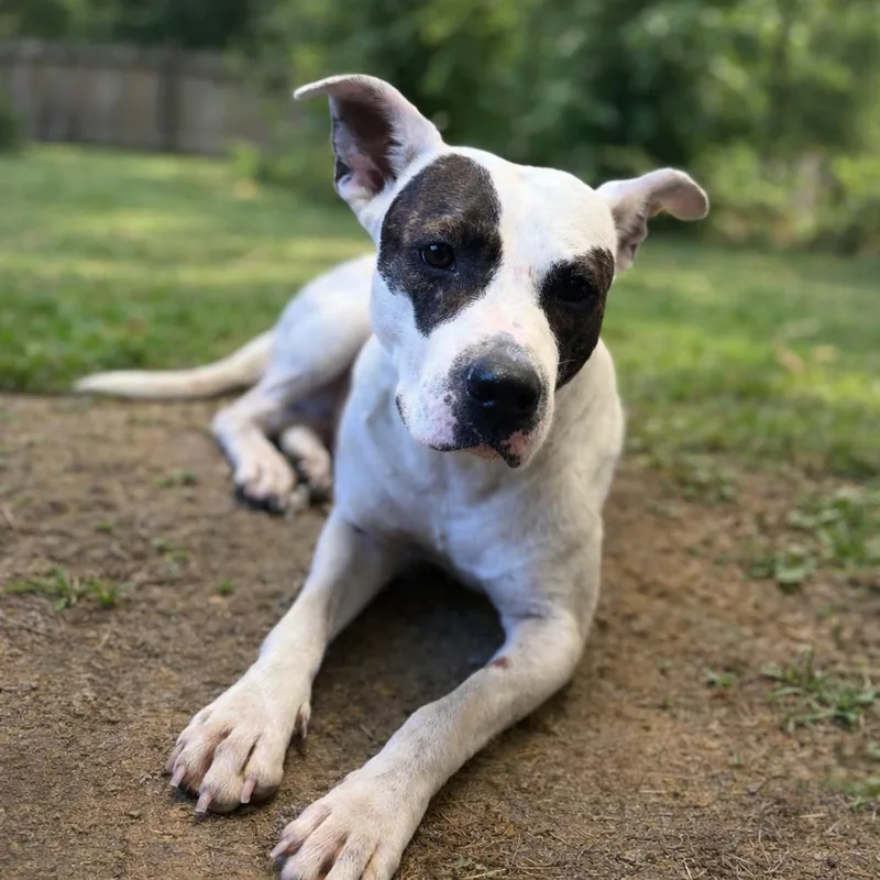 Elvira D thumbnail 2