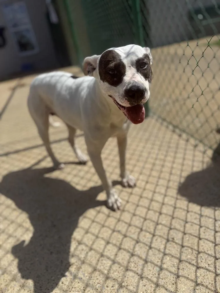 Elvira D thumbnail 3