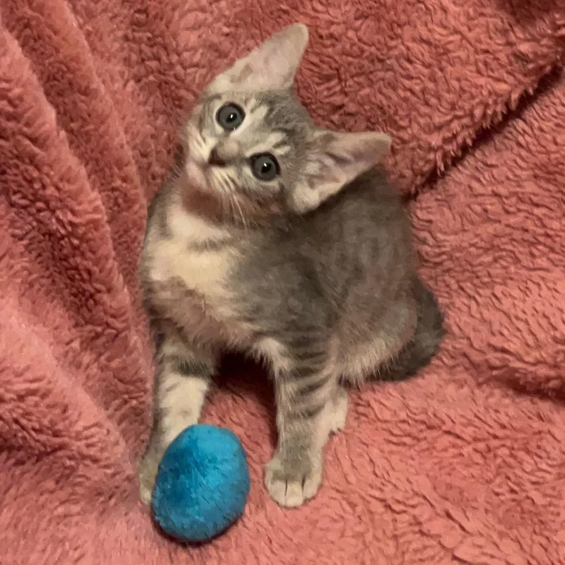 A baby medium-sized female Tabby cat named Louise for adoption in Columbia, SC