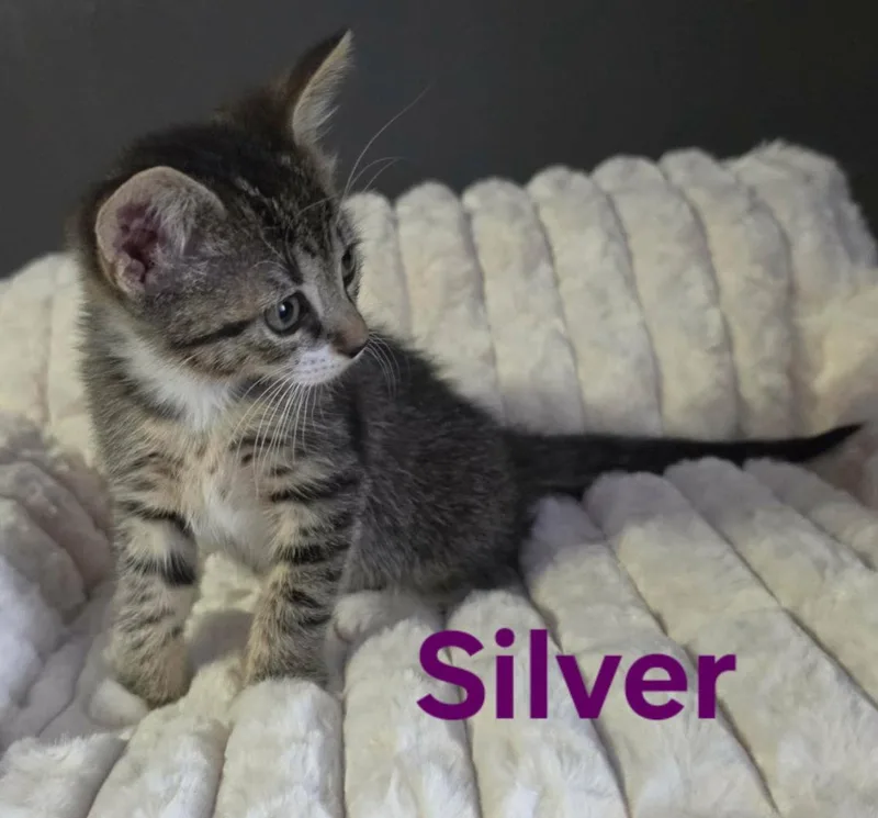 A baby medium-sized male Domestic Short Hair cat named Silver for adoption in Longwood, FL