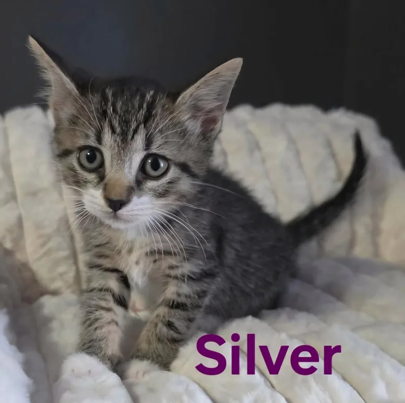 Silver thumbnail 2