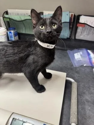 An adult medium-sized male Domestic Short Hair cat named Fire for adoption in Missoula, MT