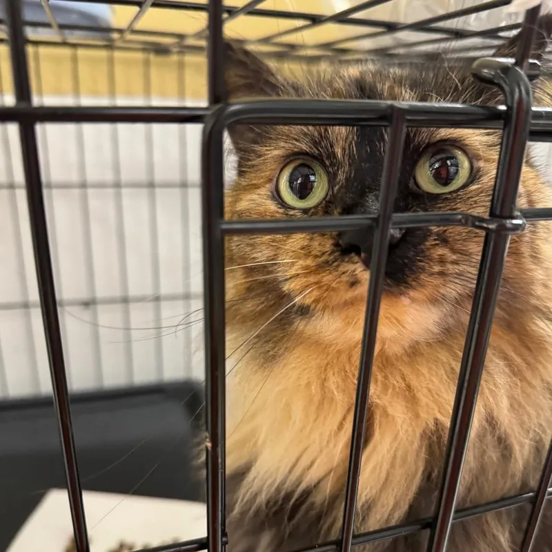An adult small-sized female Torbie Domestic Long Hair cat named Tortuga ARC for adoption in Akron, NY