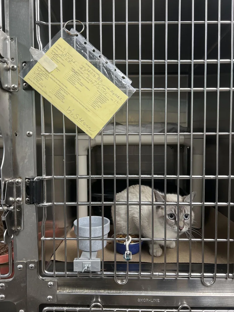An adult medium-sized female Domestic Short Hair cat named Alphaba for adoption in Trenton, NJ