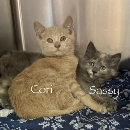 A baby medium-sized female Tabby (Gray / Blue / Silver) Domestic Long Hair cat named Sassy for adoption in Tinley Park, IL