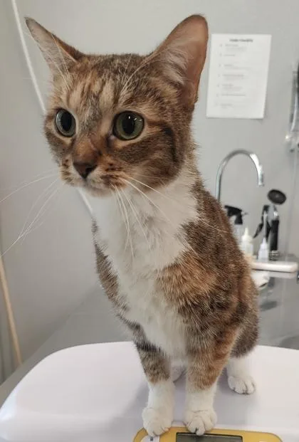 An adult medium-sized female Domestic Short Hair cat named Cinnamon for adoption in Lafayette, IN