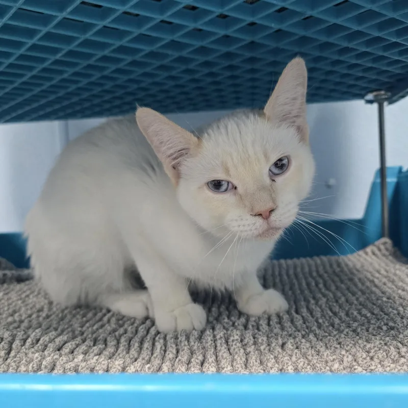 A young medium-sized male Flame Point Domestic Short Hair cat named Noodles for adoption in Farmington, MO