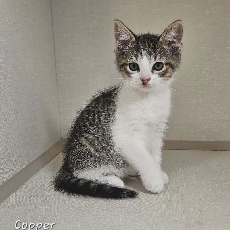 A baby medium-sized male Tabby (Brown / Chocolate) Domestic Short Hair cat named Copper for adoption in Wapakoneta, OH