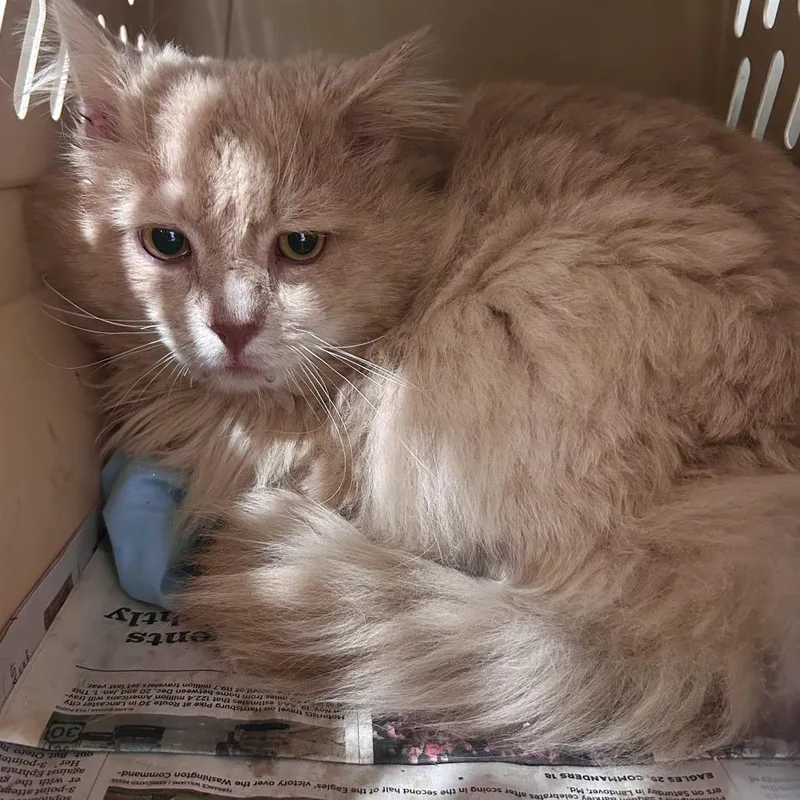 An adult large-sized male Buff / Tan / Fawn Domestic Long Hair cat named Pierce for adoption in Manheim, PA