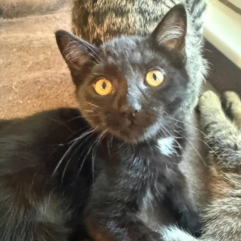 A baby small-sized female Black Domestic Short Hair cat named Fig for adoption in Roselle, IL