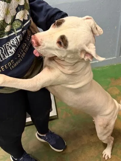 A young medium-sized female Staffordshire Bull Terrier dog named Maybelline for adoption in Brookhaven, MS