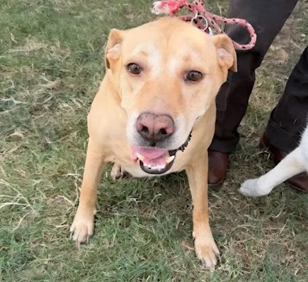 An adult extra large-sized male Mixed Breed dog named Papucho for adoption in Austin, TX