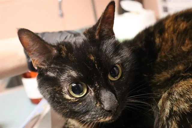 An adult large-sized female Domestic Short Hair cat named Luna for adoption in Columbia, SC