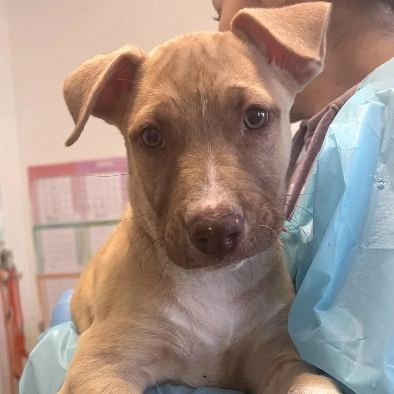 A baby small-sized female Yellow / Tan / Blond / Fawn Pit Bull Terrier dog named Elysian for adoption in Nashville, TN