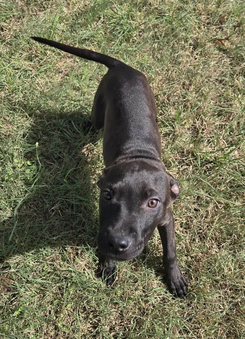 A baby medium-sized female Pit Bull Terrier dog named Foona Lagoona Baboona for adoption in Graham, TX