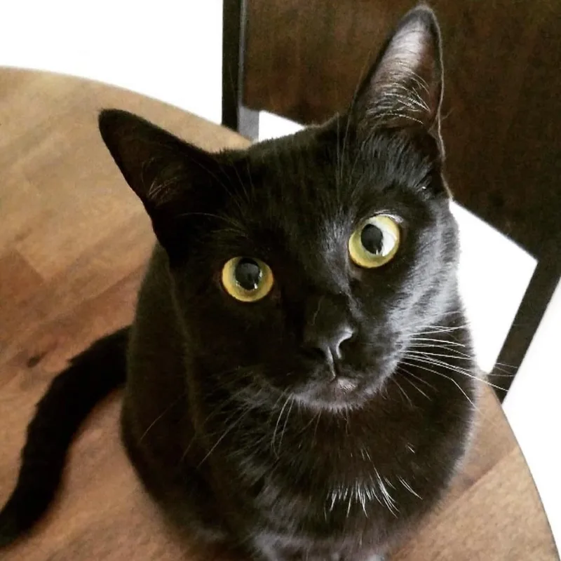 A senior small-sized female Black Domestic Short Hair cat named Zelda for adoption in West Palm Beach, FL