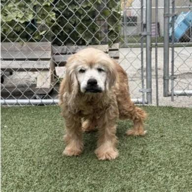 A senior medium-sized male Cocker Spaniel dog named Milton for adoption in Los Angeles, CA