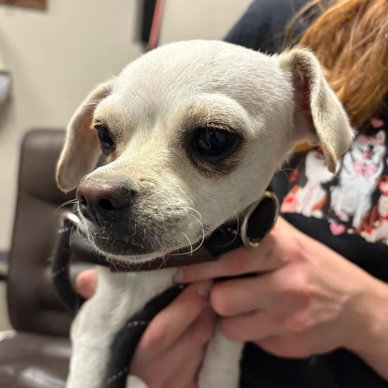 An adult small-sized female White / Cream Chihuahua dog named Chitipin for adoption in Yuma, AZ