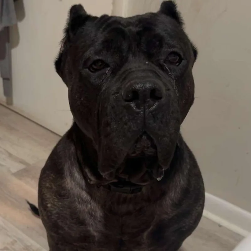 A young extra large-sized female Black Cane Corso dog named Widow for adoption in Detroit, MI
