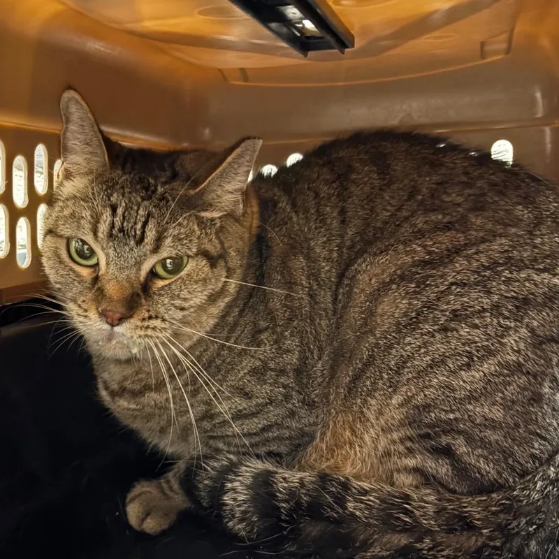 An adult large-sized female Brown / Chocolate Domestic Short Hair cat named Cedar for adoption in Yuma, AZ