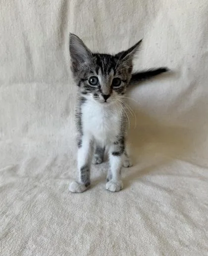 A young medium-sized female Domestic Short Hair cat named Pearl for adoption in Buffalo, MN
