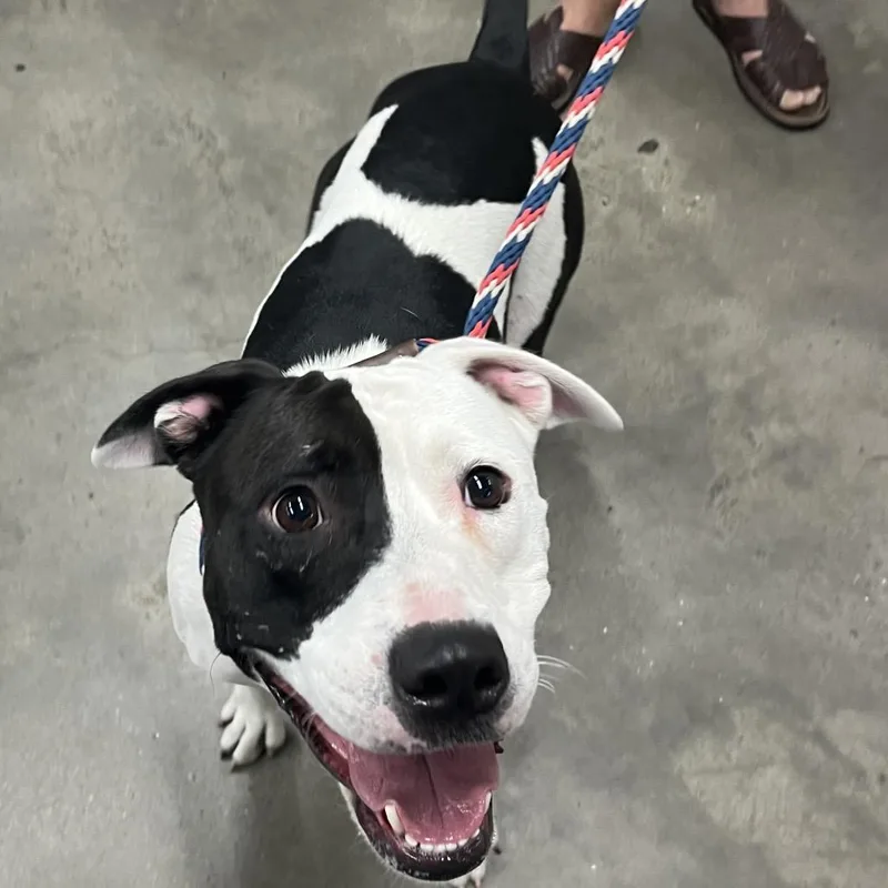 An adult medium-sized female White / Cream Terrier dog named Ashley for adoption in Tampa, FL