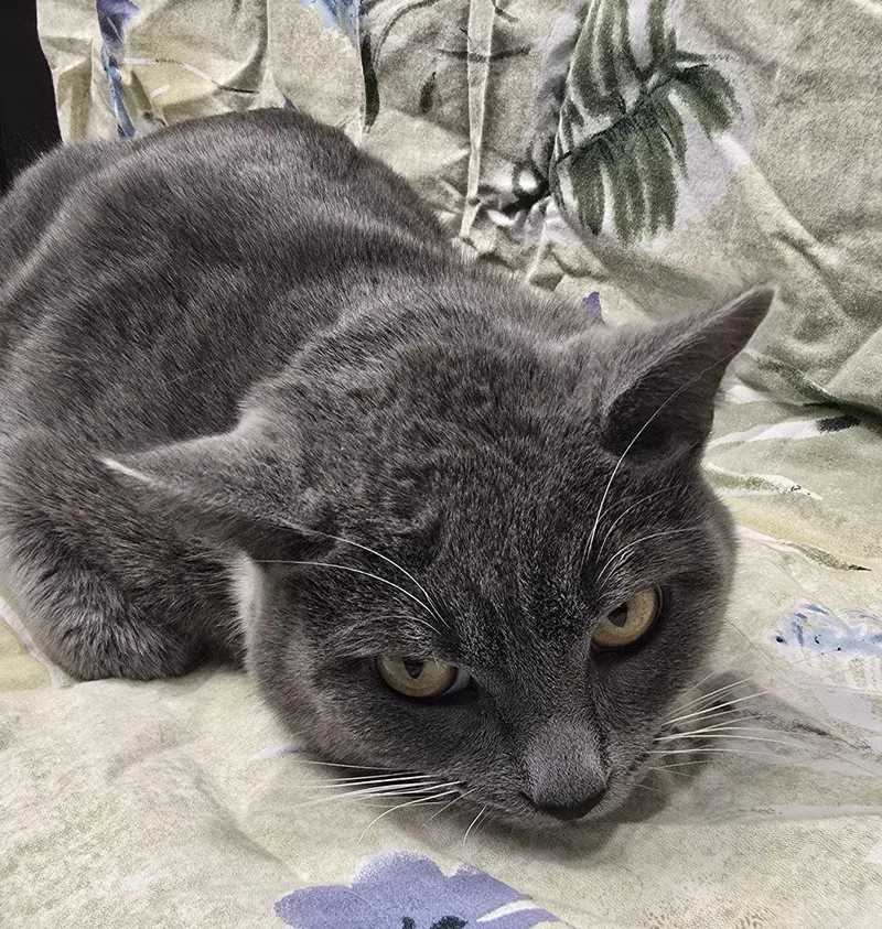An adult medium-sized female Gray & White Domestic Short Hair cat named Tessa for adoption in Payson, AZ
